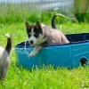 koirien uima-allas 80 cm*Boogie New