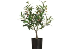 Best 4Living oliivipuu ruukussa 60 cm