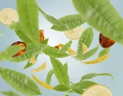 huonetuoksu Zest of Verbena 100 ml*Maison Berger