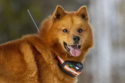 koiratutka Artemis Easy*Tracker Clearance